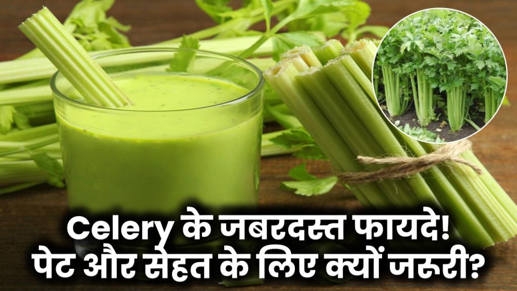 Celery के जबरदस्त फायदे! गैस और पेट की समस्याओं के लिए रामबाण, सेहत के लिए क्यों है जरूरी?