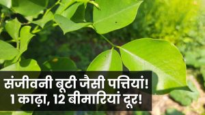 संजीवनी बूटी से कम नहीं ये पत्तियां! एक बार काढ़ा पी लो, 12 बीमारियां होंगी छू-मंतर!