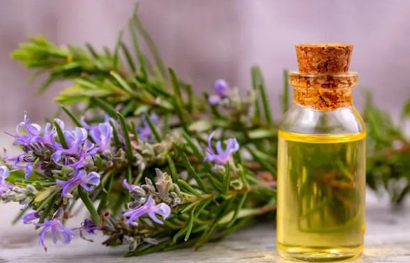 Rosemary oil
