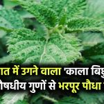 Mysterious Plant Black Nettle: बरसात में उगता है ‘काला बिछुआ’! जानिए इस रहस्यमय पौधे के औषधीय गुण जो कर सकते हैं चमत्कार