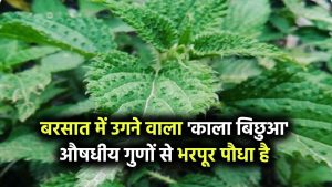 Mysterious Plant Black Nettle: बरसात में उगता है ‘काला बिछुआ’! जानिए इस रहस्यमय पौधे के औषधीय गुण जो कर सकते हैं चमत्कार